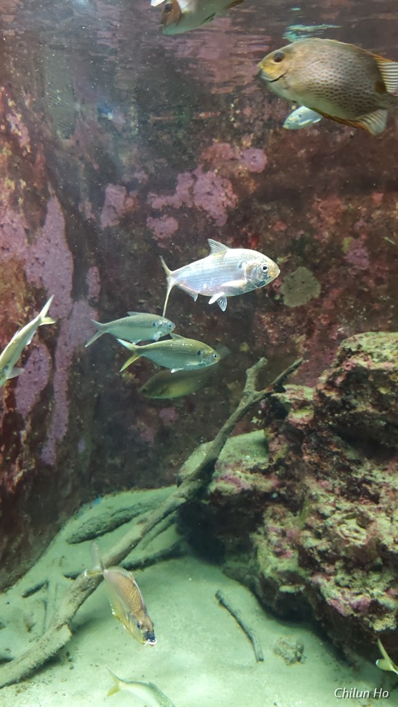 沖縄美ら海水族館